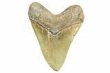 Huge, Serrated, Fossil Megalodon Tooth - North Carolina #365976-2